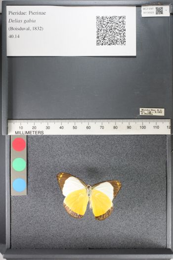 Media type: image;   Entomology 130023